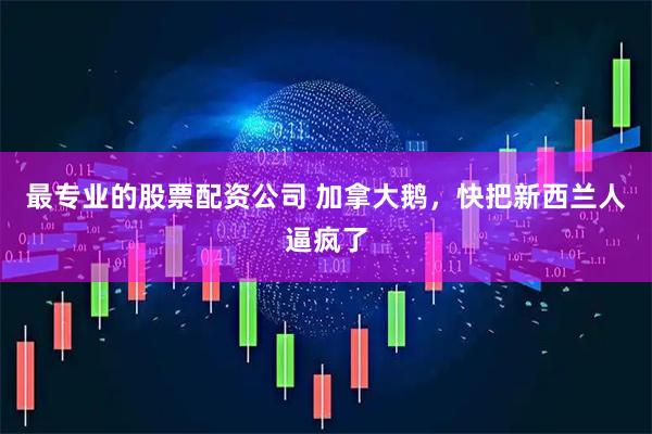 最专业的股票配资公司 加拿大鹅，快把新西兰人逼疯了